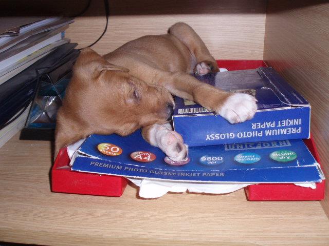 Sunny, un preparador físico en busca de hogar (Braco, Cáceres)