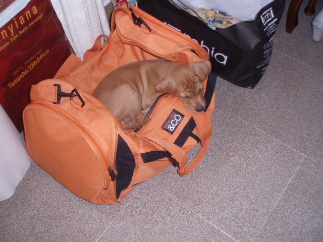 Sunny, un preparador físico en busca de hogar (Braco, Cáceres)