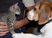 Historias adoptados. Lagun