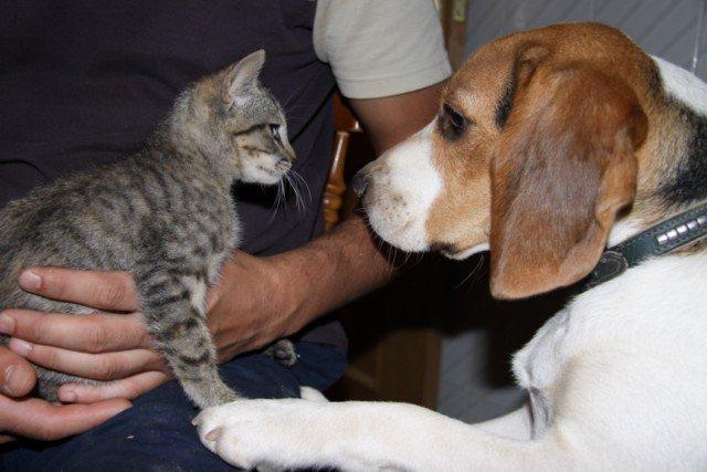 Historias de adoptados. Lagun