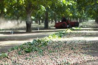 La cosecha de Nueces de California en 2010 establece un nuevo record con 510.000 toneladas