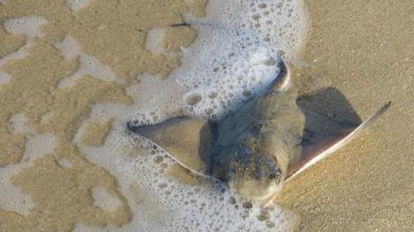 Zahara running (capítulo 1) – Correr por la playa