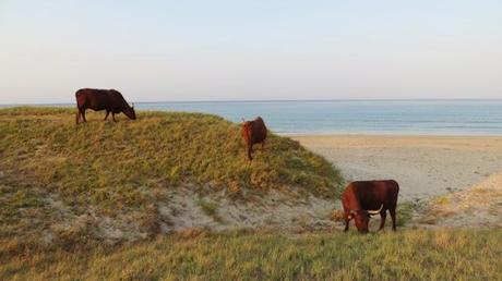 Zahara running (capítulo 1) – Correr por la playa