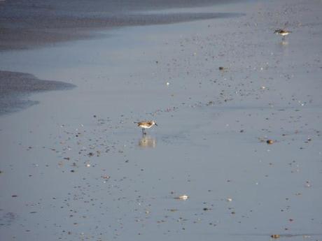 Zahara running (capítulo 1) – Correr por la playa