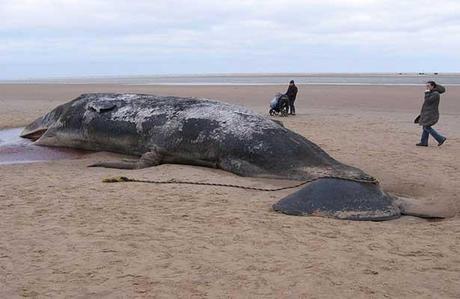 ballena varada en una playa