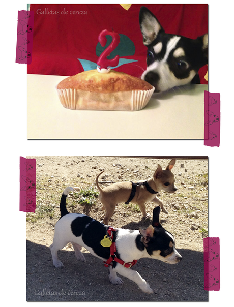 Galletas para perro (de plátano)