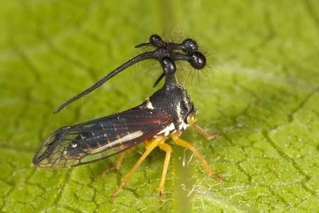 GLOBULARE,EL INSECTO MÁS RARO DEL MUNDO