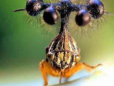 Globulare,el insecto raro mundo