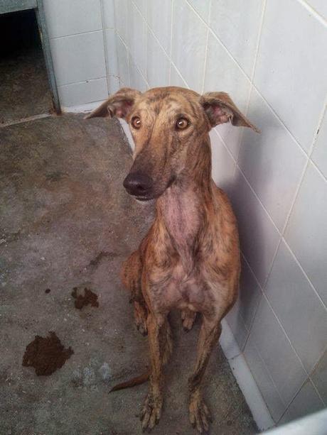 SPEEDY, MUY URGENTE SACARLO DE LA PERRERA. (MADRID)