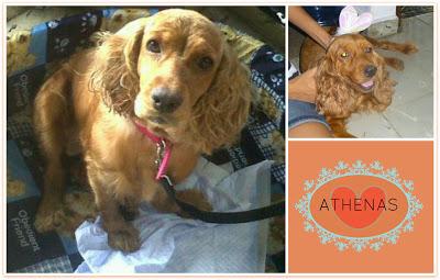 Los Niños y las Mascotas