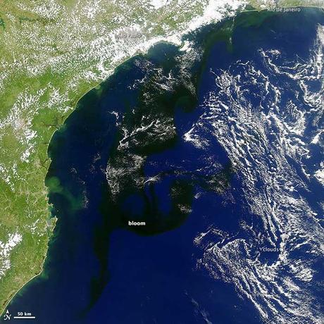 floración negra en el Atlántico sur