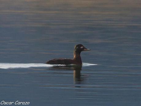 SANTOÑA EN PLENITUD