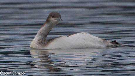 SANTOÑA EN PLENITUD