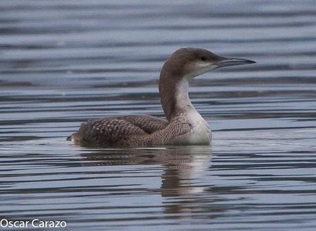 SANTOÑA EN PLENITUD