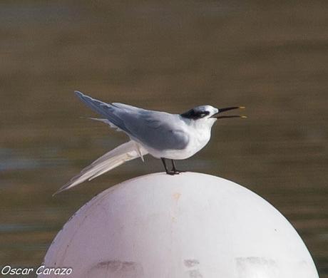 SANTOÑA EN PLENITUD