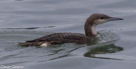 SANTOÑA EN PLENITUD