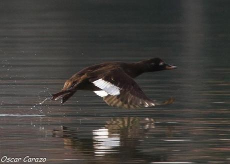 SANTOÑA EN PLENITUD
