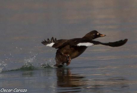 SANTOÑA EN PLENITUD