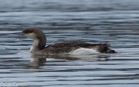 SANTOÑA EN PLENITUD