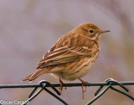 SANTOÑA EN PLENITUD