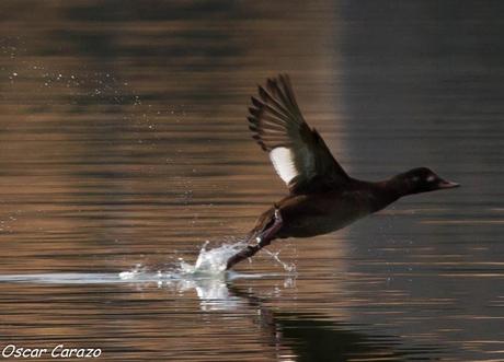 SANTOÑA EN PLENITUD