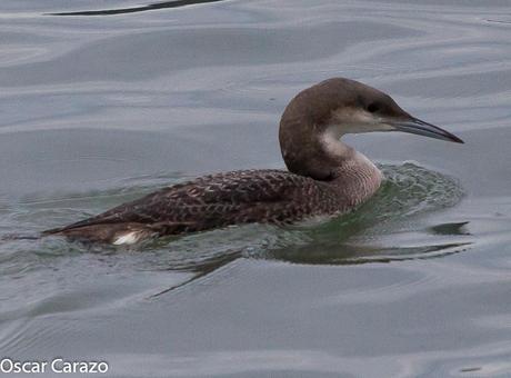 SANTOÑA EN PLENITUD