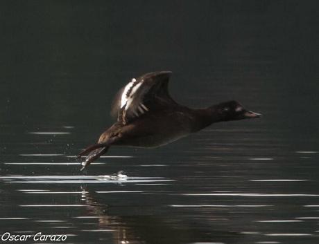 SANTOÑA EN PLENITUD