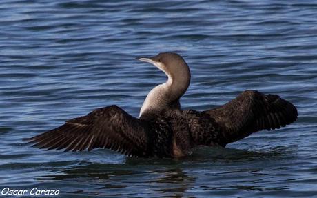 SANTOÑA EN PLENITUD
