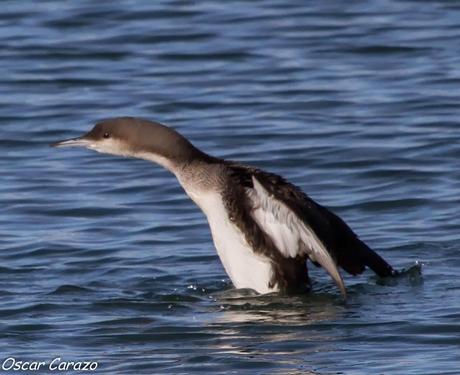 SANTOÑA EN PLENITUD