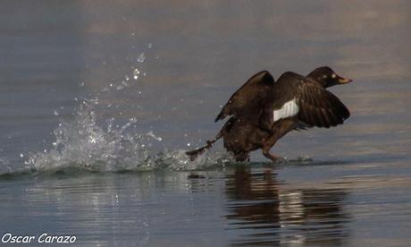 SANTOÑA EN PLENITUD