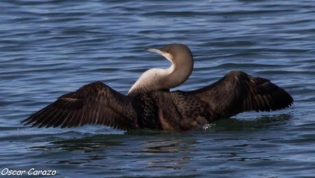 SANTOÑA EN PLENITUD