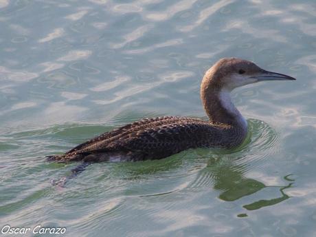 SANTOÑA EN PLENITUD