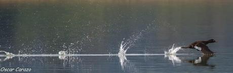 SANTOÑA EN PLENITUD