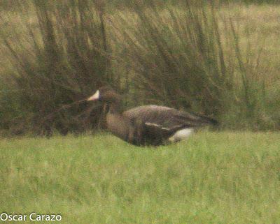 SANTOÑA EN PLENITUD