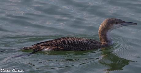 SANTOÑA EN PLENITUD