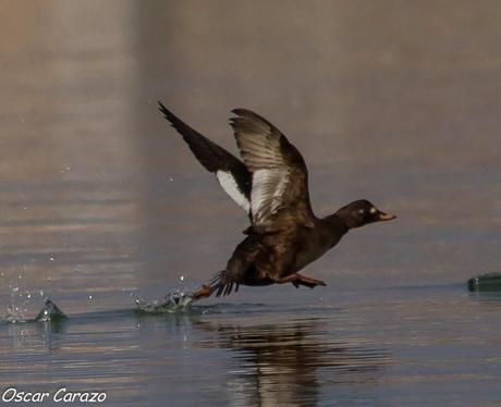 SANTOÑA EN PLENITUD