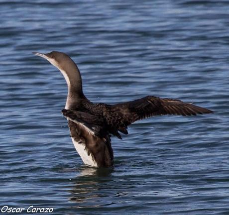 SANTOÑA EN PLENITUD