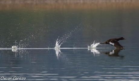 SANTOÑA EN PLENITUD