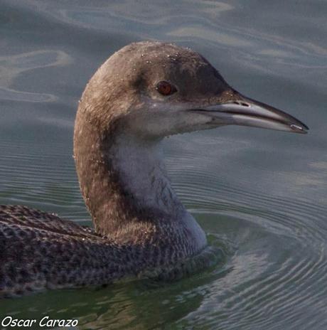 SANTOÑA EN PLENITUD