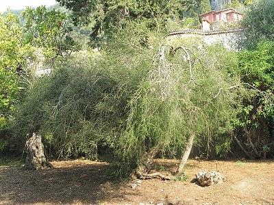 Aceite del Árbol del Té de URESIM – el aceite con propiedades curativas