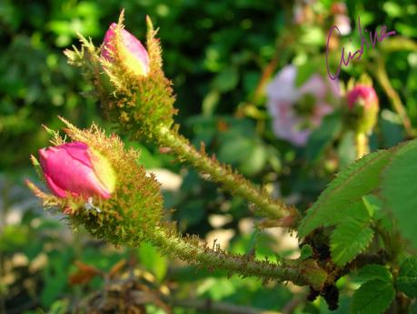 Général Kléber, rosa musgosa.