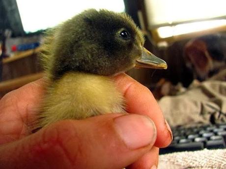 Un patito bajo la barba