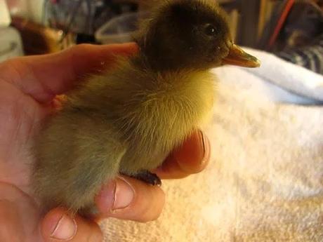 Un patito bajo la barba