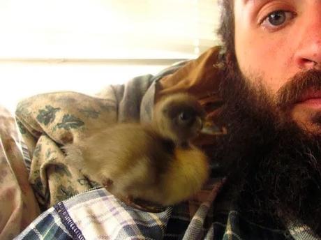 Un patito bajo la barba