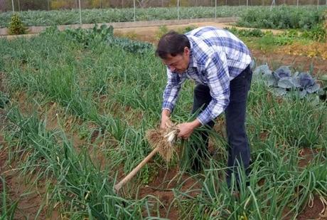 CALÇOTADA EN DESCOBREIX L’HORTA