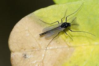 Para ampliar Chironomidae (Mosca de los lagos, de la arena) hacer clic