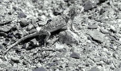 blanco y negro lagarto