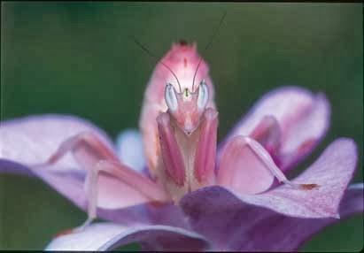 LA DESCONOCIDA 'MANTIS ORQUIDEA'