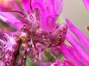 desconocida 'mantis orquidea'