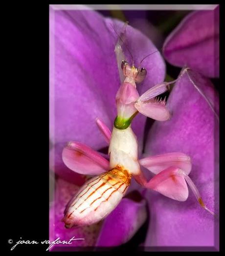 LA DESCONOCIDA 'MANTIS ORQUIDEA'